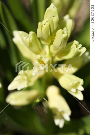 開花直前の白のヒヤシンスの写真素材