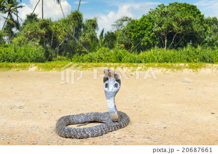 king cobra in the wild nature 20687661