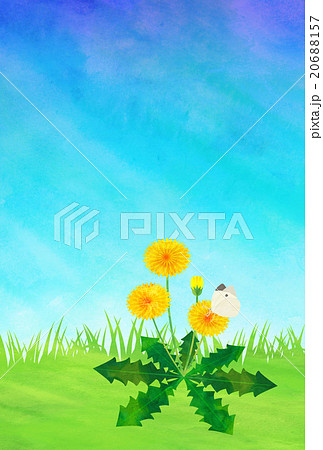 たんぽぽと蝶 20688157