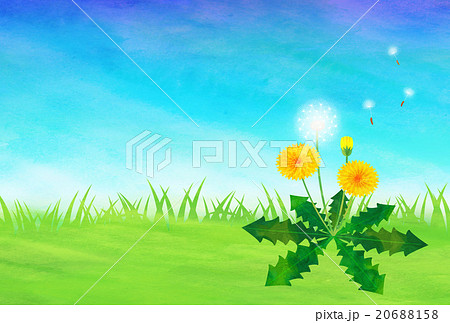 たんぽぽと綿毛 20688158