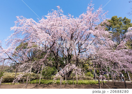 六義園 しだれ桜 六義園 しだれ桜 20688280