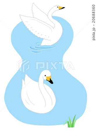 ハクチョウ（２羽） 20688360