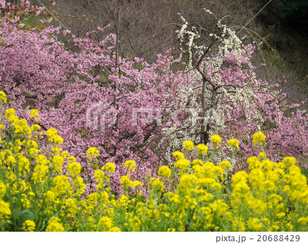 桜と菜の花と白梅 桜と菜の花と白梅 20688429