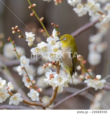 梅にウグイス メジロ の写真素材 6500