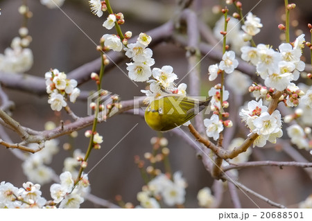 梅にウグイス メジロ の写真素材 6501