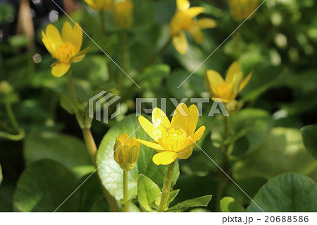 ヒメリュウキンカ 20688586