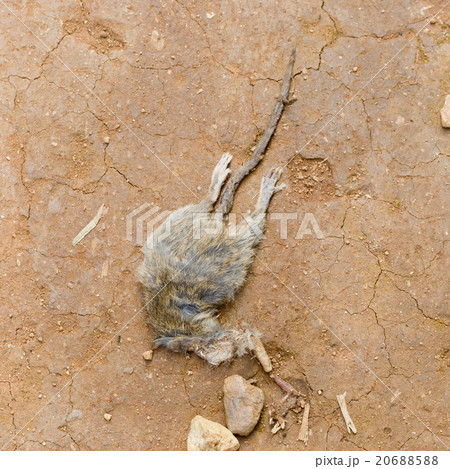 Dead rat Dead rat 20688588