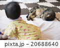 赤ちゃんと猫 20688640