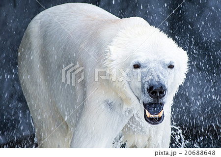 ホッキョクグマ ホッキョクグマ 20688648