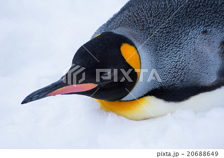 キングペンギン キングペンギン 20688649
