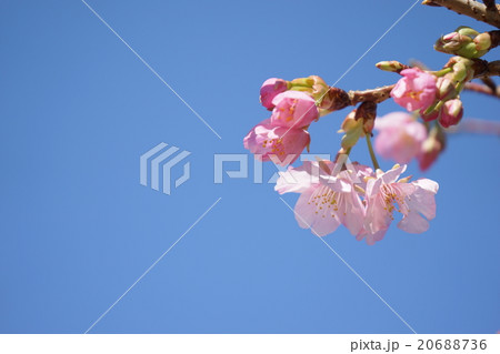 河津桜 20688736