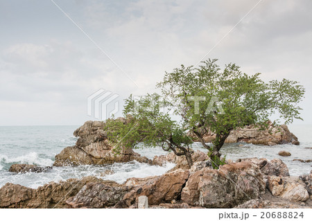 Trees on the beach of sea 20688824