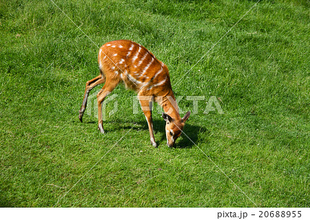 animal deer eating grass animal deer eating grass 20688955