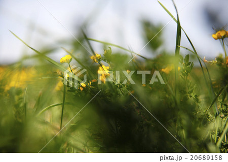 Spring awakening in the nature 20689158