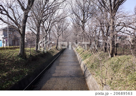 玉川上水 玉川上水 20689563