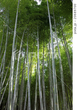 竹林 20689700