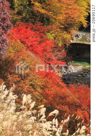 夕森公園のもみじ 夕森公園のもみじ 20690117