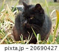 睨みつける猫 20690427