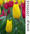 黄色いチューリップ 20690428