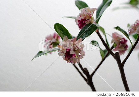 沈丁花の開花 沈丁花の開花 20691046