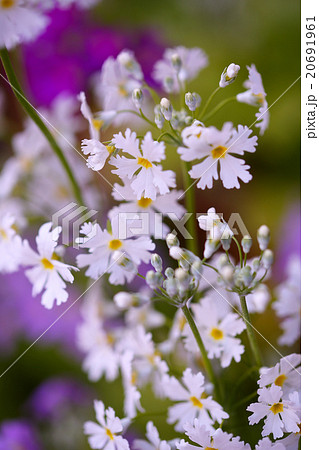 サクラソウ 白 20691961