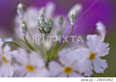 サクラソウ 白 20691962