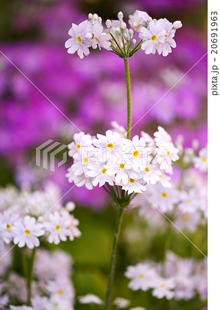 サクラソウ 白 サクラソウ 白 20691963