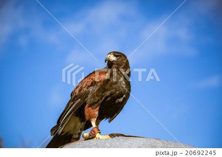 Majestic eagles in London 20692245