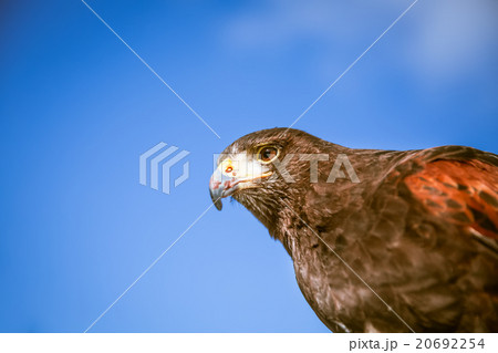 Majestic eagles in London 20692254