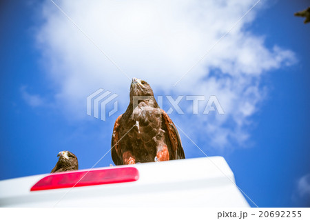 Majestic eagles in London Majestic eagles in London 20692255