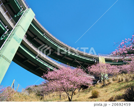 河津七滝ループ橋とカワヅザクラ 20692459