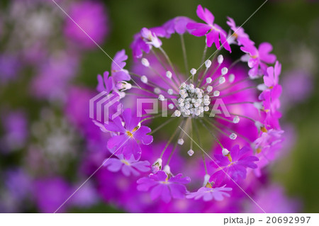 サクラソウ　パープル 20692997