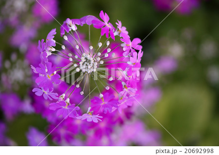 サクラソウ　パープル 20692998