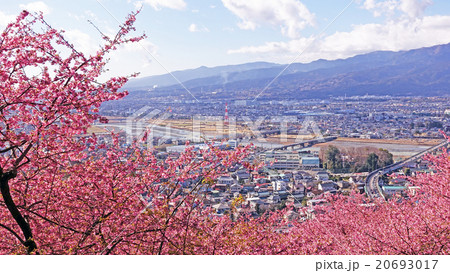 河津桜で満開の松田山から望む足柄町 20693017