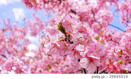 松田山 満開の河津桜 松田山 満開の河津桜 20693019
