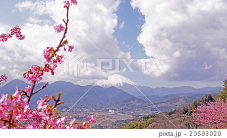 関東の富士百景　河津桜で満開の松田山から望む富士山 20693020