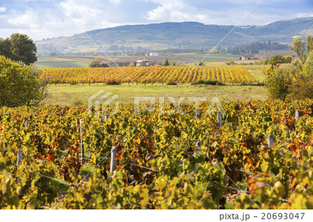 vineyards of Beaujolais, Rhone-Alpes, France 20693047