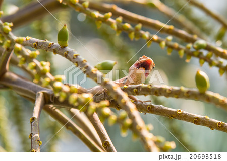 Lizard on the tree Lizard on the tree 20693518