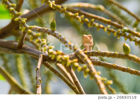 Lizard on the tree Lizard on the tree 20693519
