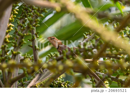 Lizard on the tree Lizard on the tree 20693521