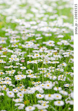 Glade beautiful little daisy, close-up 20693535