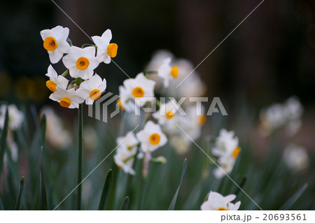 水仙　白 20693561