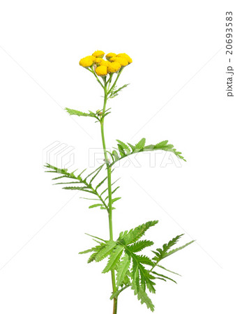 Tansy (Tanacetum vulgare) Tansy (Tanacetum vulgare) 20693583