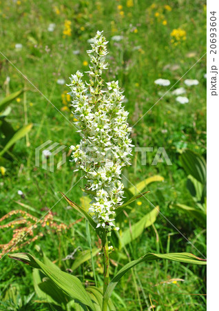 White false helleborine (Veratrum album) 20693604