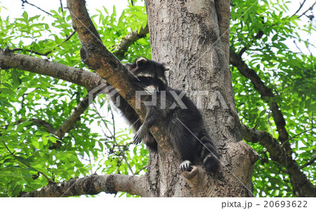 Raccoon (Procyon lotor) 20693622