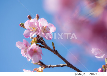 松田山の河津桜 松田山の河津桜 20693880