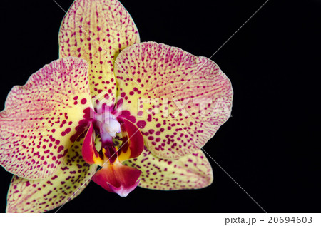 Yellow orchid branches, black isolated Yellow orchid branches, black isolated 20694603