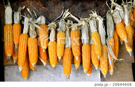 dry corn on wall 20694608