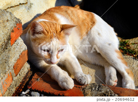 street cat relax on sunshine 20694612