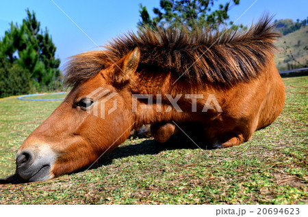 small pony thai horse small pony thai horse 20694623